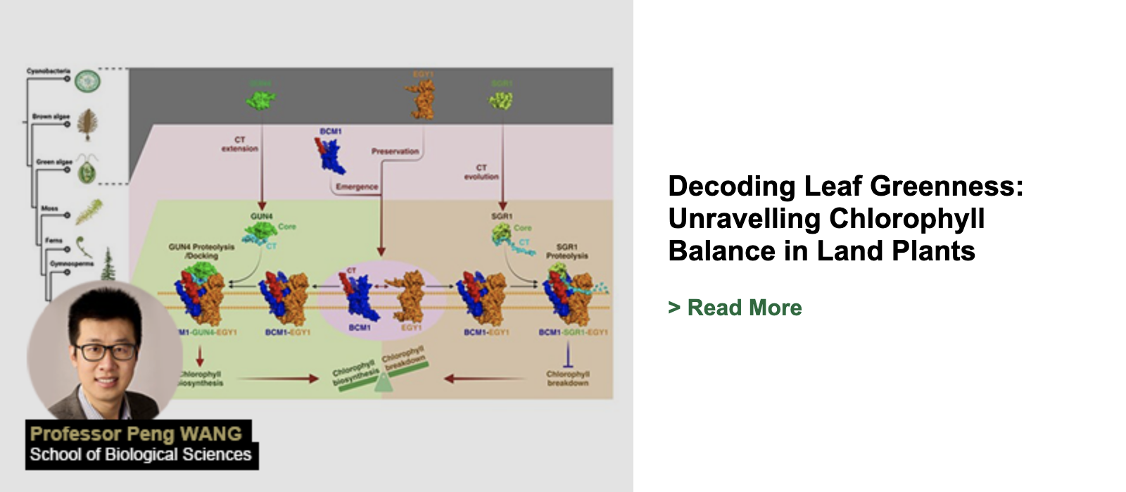 Decoding Leaf Greenness: Unravelling Chlorophyll Balance in Land Plants